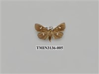 藏品(螟蛾264)的圖片